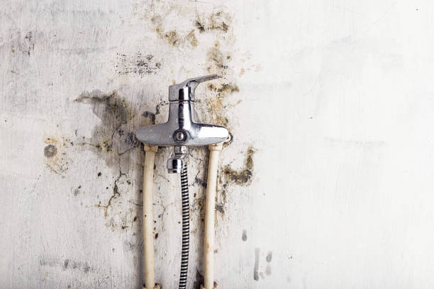 Best Local Mold Removal Service  in Clarksdale, MS