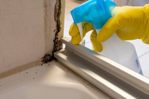 Best Toxic Mold Removal  in Clarksdale, MS